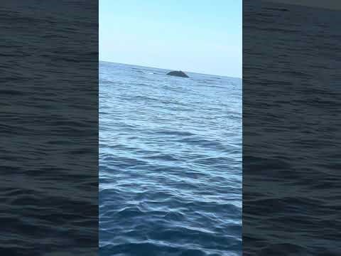 We saw a whale in Cabo San Lucas part 2 🇲🇽🐳