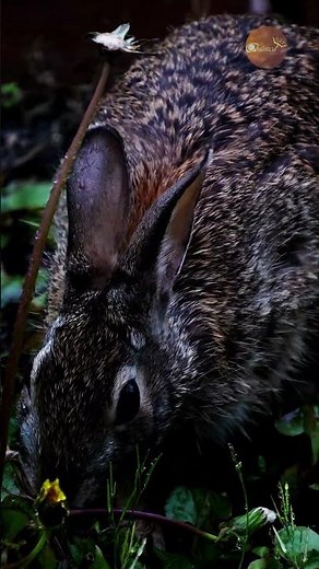 The hustle never stops: Post-rain night foraging with a cute wet rabbit