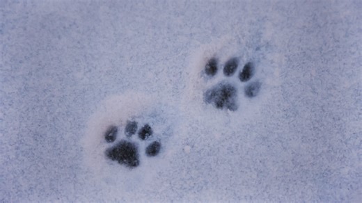 Dog poop in NYC: Melting snow leaves behind hidden health hazards