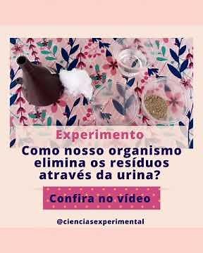 Experimento sistema urinário