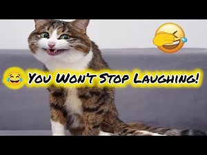 Funny Cats 🐱😂 | Try Not To Laugh Cat Videos 2025 | Funniest Cats Compilation
