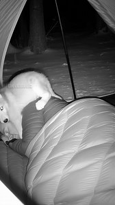 A night-vision camping camera captures a tender moment as a curious wolf pup, seeking refuge from the cold, enters an open tent. The small animal cautiously approaches a sleeping human, sniffs their face, and then curls up against their chest for warmth, creating a surprising and heartwarming scene. This video is created using AI, and the story is for your entertainment. | Paul Vu Tv