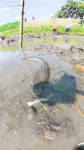Incredible Giant Snakehead Catch in Muddy Water! 😲 #fishing #nature #bigfish