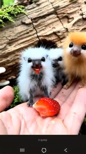 Hello cute 🥰 #shorts #fantasy #ai