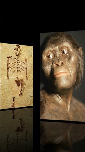 LUCY A DIAMOND OF PALEONTOLOGY #Shorts