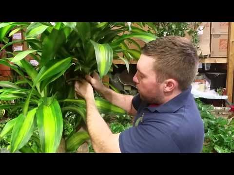 dracaena trimming 101