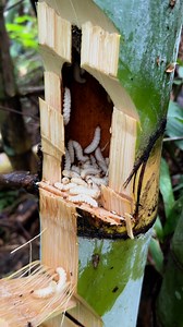 Bamboo worm Ep16 | Bus Surachai