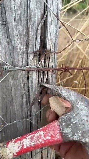 Tip for removal of tricky fencepost staples #homestead #australia #fencing #farming #womenfarmers