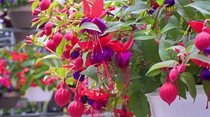 31 reactions · 14 shares | Join Janet as she talks about selecting the right hanging basket for your space and how to care for it so it looks great all season long. | Merrifield Garden Center | Facebook