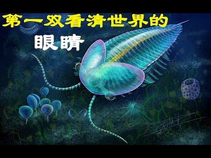 第一双看清世界的眼睛（一起穿越寒武纪之四）Cambrian cindarella, Ctenophores,wapitidae,Facivermis.