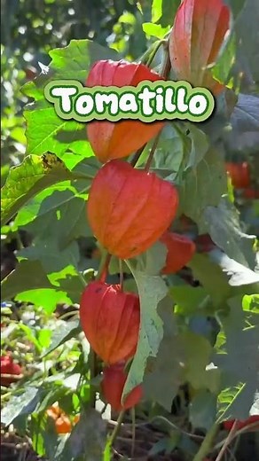 Tomatillo: The wild plant with more vitamins you probably didn't know about?