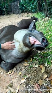 animal being funny | Trigger Scroll