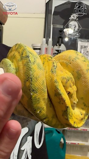 10K views · 417 reactions | Insane Green Tree Pythons in Australia Check out James Chondro Morphs | Dingo | Facebook