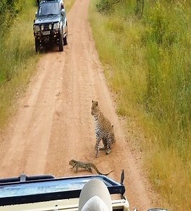 20M views · 98K reactions | The terrible power of the lizard. #Animal | Soul | Facebook