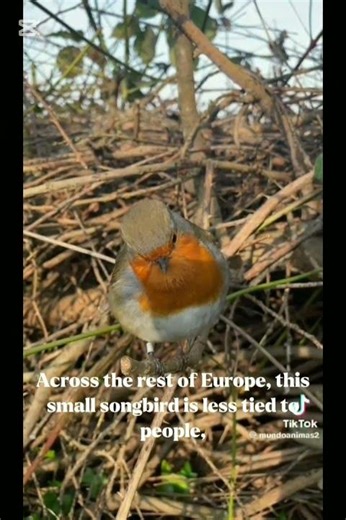 EUROPEAN ROBIN #birds #shorts
