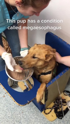 Managing Megaesophagus in Dogs with Bailey Chair | Veterinary Tips
