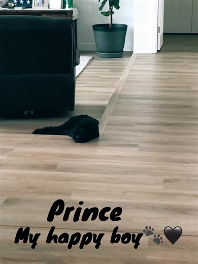 Conoce a Prince, mi Mini Sheepadoodle