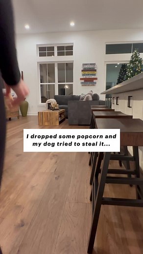 Labrador's Sneaky Popcorn Heist: A Funny Dog Moment