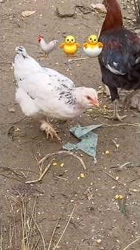 🐣🐥 The Family Love To eat Together | Chickens love to eat corn 🌽🐔