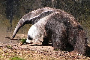 Anteater - Alchetron, The Free Social Encyclopedia