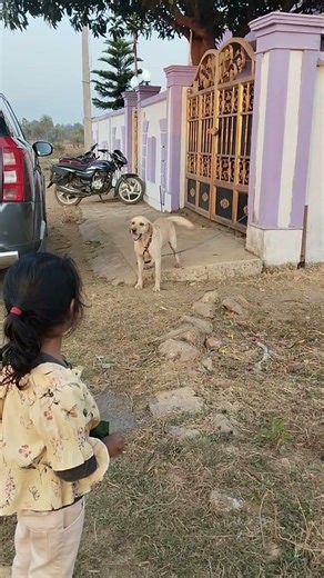 Golden labrador barking 🤫😡🐕#baby and dog #cute dog
