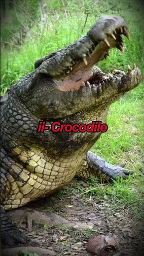 Top 5 Deadliest Animals That Kill Humans Every Year 😨