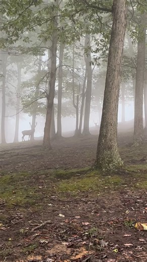 foggy morning in the woods | Wilderness Hunting Lodge