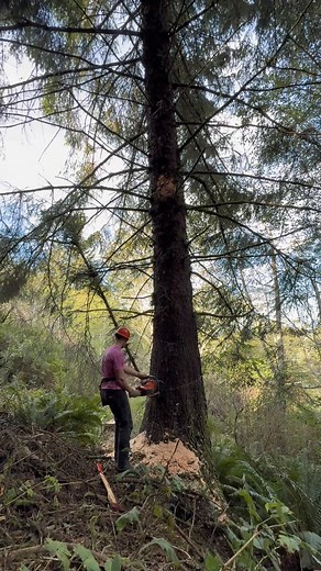 🌊 What a day on the Southern Oregon Coast! ☀️ No better time to open up that Pacific Ocean view — a few key removals or limb lifts can make a world of difference. Whether it’s clearing space for the sunset or bringing more light into your yard, we’ve got you covered. 🌲✂️ 📍Serving Gold Beach, Brookings, and beyond 📞 541-297-6571 | CCB# 254237 💚 Your Friendly Neighborhood Tree Service 💖 #GoldBeachOregon #TilikumTreeCare #CoastalViews #TreeService #OregonCoast #ViewRestoration #BrookingsOrego