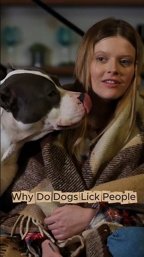 Why Do Dogs Lick People? #dog #dogshorts