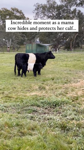 Pubity on Instagram: "Cowmooflauge in full effect (Viralhog) - #cow #cows #cowsofinstagram #camo #camoflauge #calf"