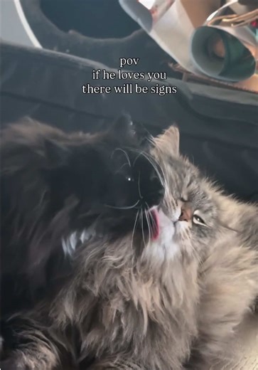 Exploring Love in Relationships