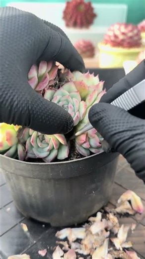 The Quiet Escape 🌿 De-stressing with Succulent Leaf Picking | Pure ASMR (No Talking)