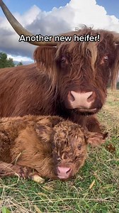 23K views · 1.1K reactions | #highlandcow #animals #pets #cows | Happy Hens & Highlands Farm LLC | Facebook