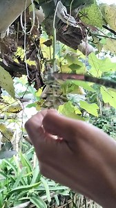 pick grapes #fyp #fruit | Allya Medina Ivanka