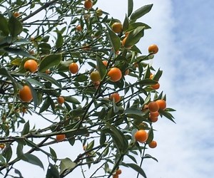 How to Save a Dying Kumquat Tree (3 Quick Steps)