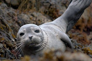Foca: qué come, dónde vive, características y curiosidades - Vida con Mascotas ▷➡️