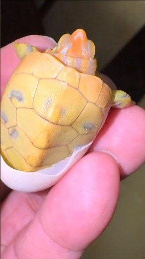 Rare Albino Turtle Hatchling: First Moments After Hatching! 👀