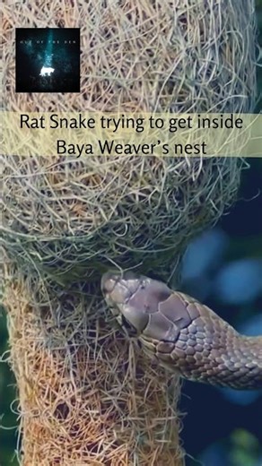 Rat Snake inside Baya Weaver Bird’s Nest | Rat Snake Combat Dance #indianwildlife #indianratsnake