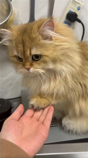 FUNNY FARM ANIMALS, Animal Sounds, Cute Animals #cat #cutecat #cute