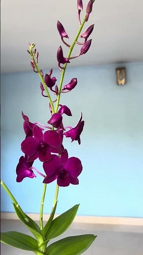 Purple Dendrobium orchid #orchid #purple #flowers #garden #rareflower #gardening