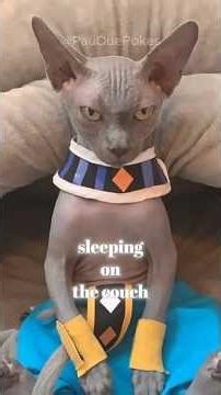 OMG! These Cats Were Worshipped as Gods 😳🐱 | Ancient Egypt