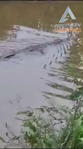 57K views · 223 reactions | Insolite - Martinique : nouvelle apparition de crocodile au Lamentin le Lundi 24 Juillet 2023. | Africana TV Caraïbes | Facebook
