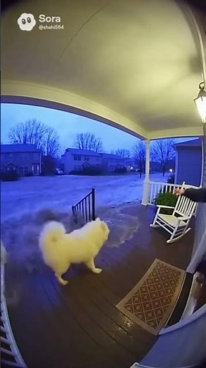 “Flash Flood Rescue: Woman Saves Samoyed in Seconds”