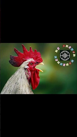 What does a rooster sound like? | Real rooster sound