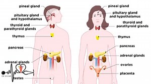 Dr.Souare: comprendre le Systeme endocrine en 10 minutes | Docteur Souare