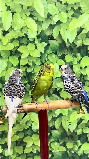 Budgies Singing Talking sounds #rbnbirds