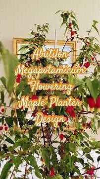 Abutilon Megapotamicum ‘Flowering Maple’ Planter Design