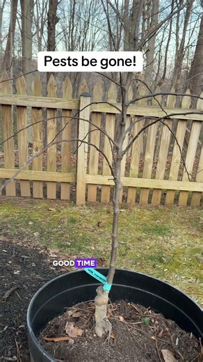 Gardeners Conquer Pests: Zone 7B Fruit Tree Tips 🍑🌳 #GrowYourOwnFood #PestManagement