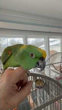 A couple of minutes with Mickey the Yellow Naped Amazon🦜💕#happybird #funnyparrot #parrot #amazon