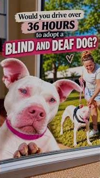 Blind And Deaf Shelter Dog Finds Love Again 🥹 #adopt #love #shorts #special #happy #dog #youtube